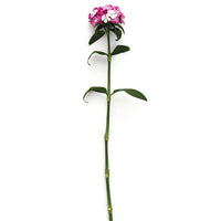 Dianthus Amazon Lavender Magic Seed