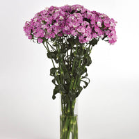 Dianthus Amazon Lavender Magic Seed