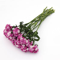 Dianthus Amazon Lavender Magic Seed