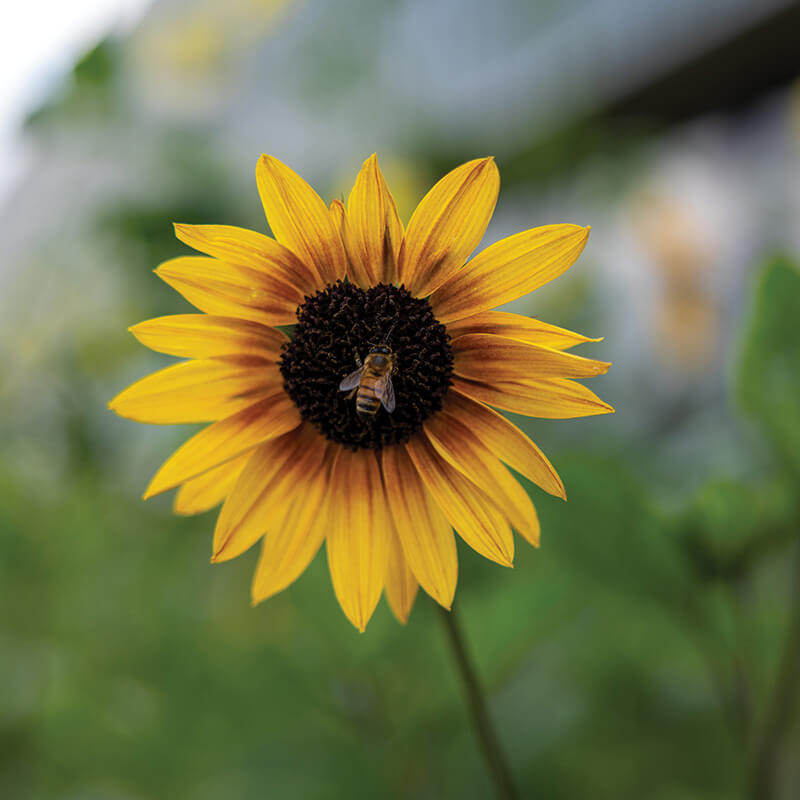 Sunflower Soluna Bronze Seed