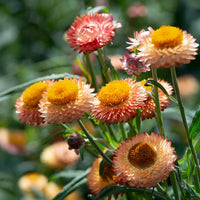 Strawflower King Size Salmon Seed