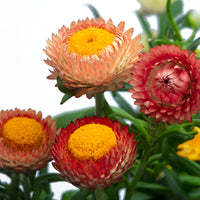 Strawflower King Size Salmon Seed