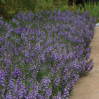 Angelonia Serenita Sky Blue F1 Seed