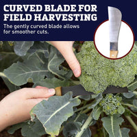 Broccoli Knife Carbon Steel Blade Wood Handle
