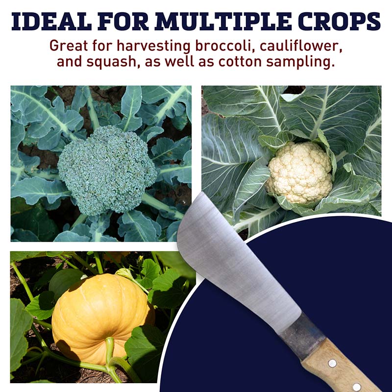 Broccoli Knife Carbon Steel Blade Wood Handle