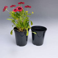 Perennial Pots 1 Gal.