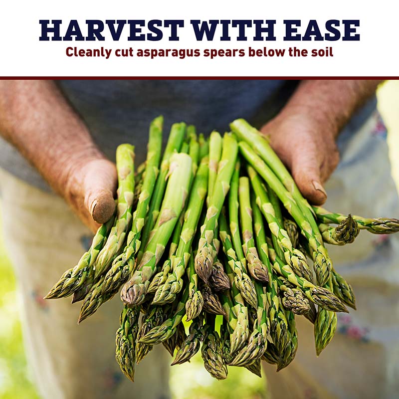 Asparagus Knife