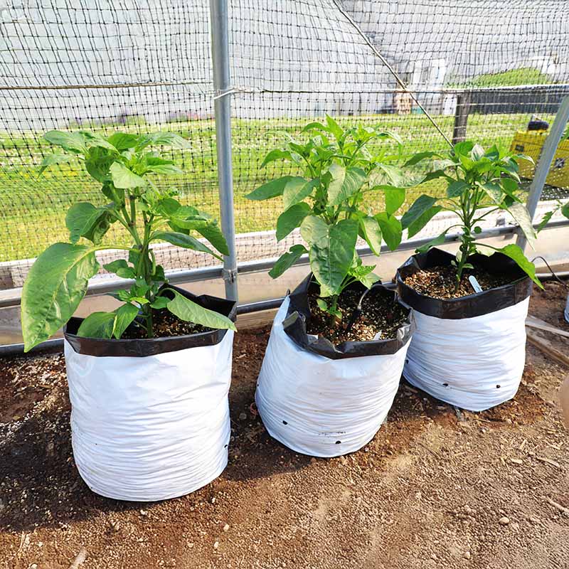 Grow Bags 5 Gallon