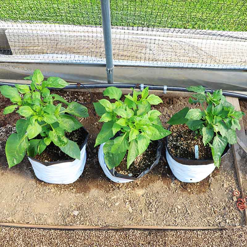 Grow Bags 5 Gallon
