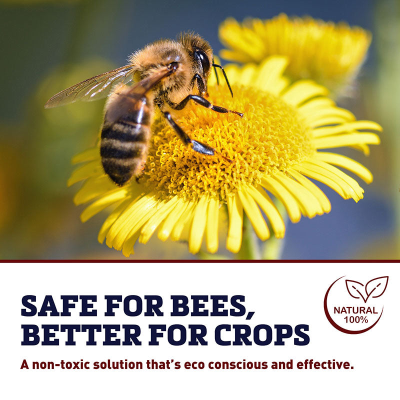 Bee-Scent Attractant 16 oz.