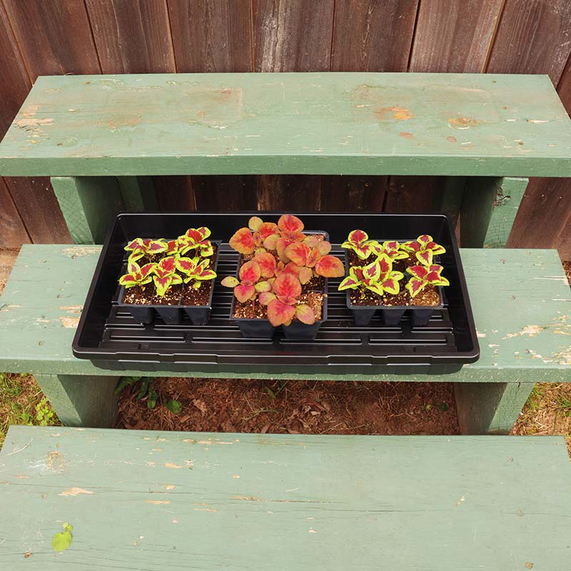 Tray No Drainage 11 X 21