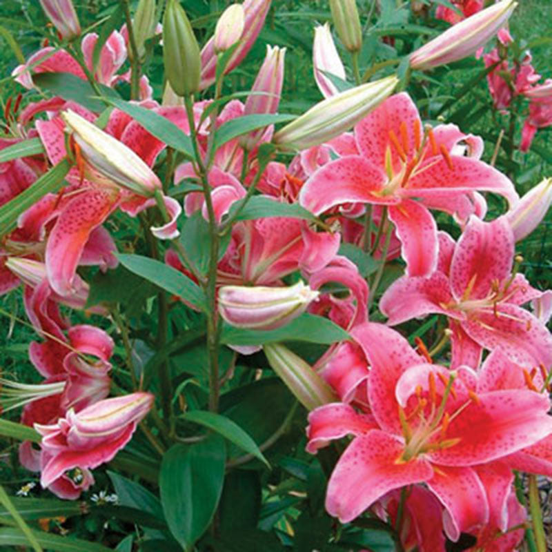 Lily Stargazer Bulbs
