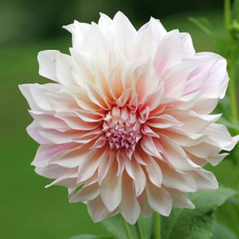 Dahlia Cafe Au Lait Tubers