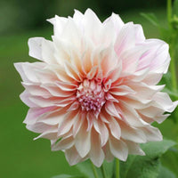 Dahlia Cafe Au Lait Tubers