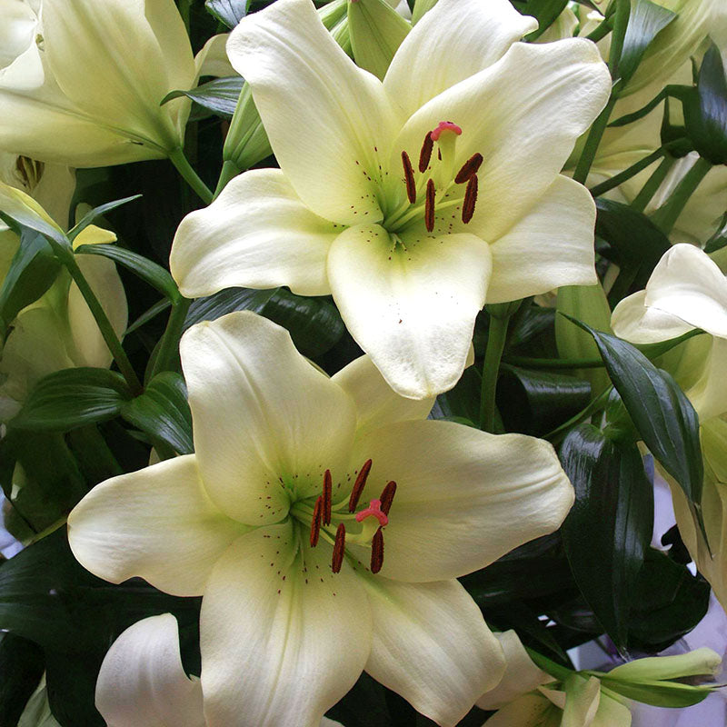 Lily Ercolano Bulbs