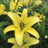 Lily Yelloween Bulbs