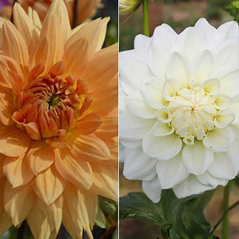 Dahlia Decorative Mix Tubers