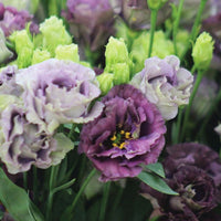 Lisianthus Rosanne 1 Black Pearl Seed