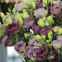 Lisianthus Rosanne 1 Black Pearl Seed