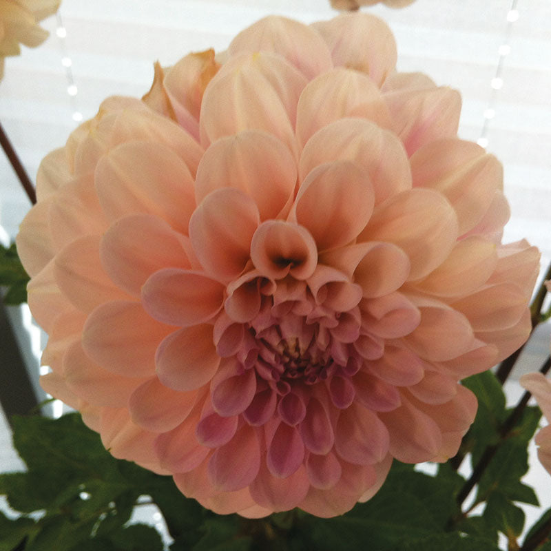 Dahlia Sweet Nathalie Tubers