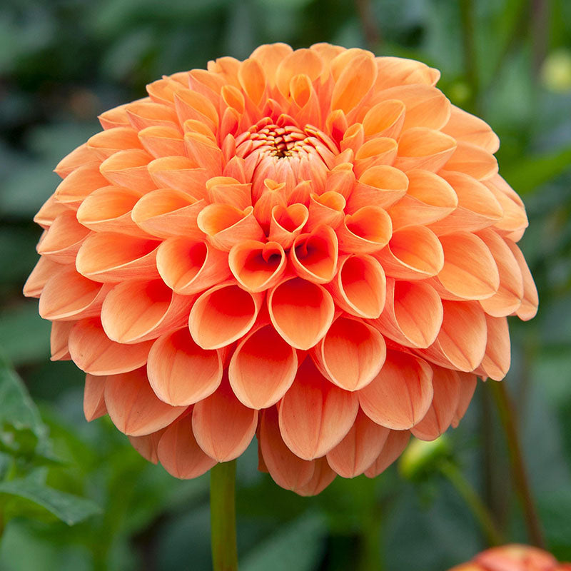Dahlia Sylvia Tubers