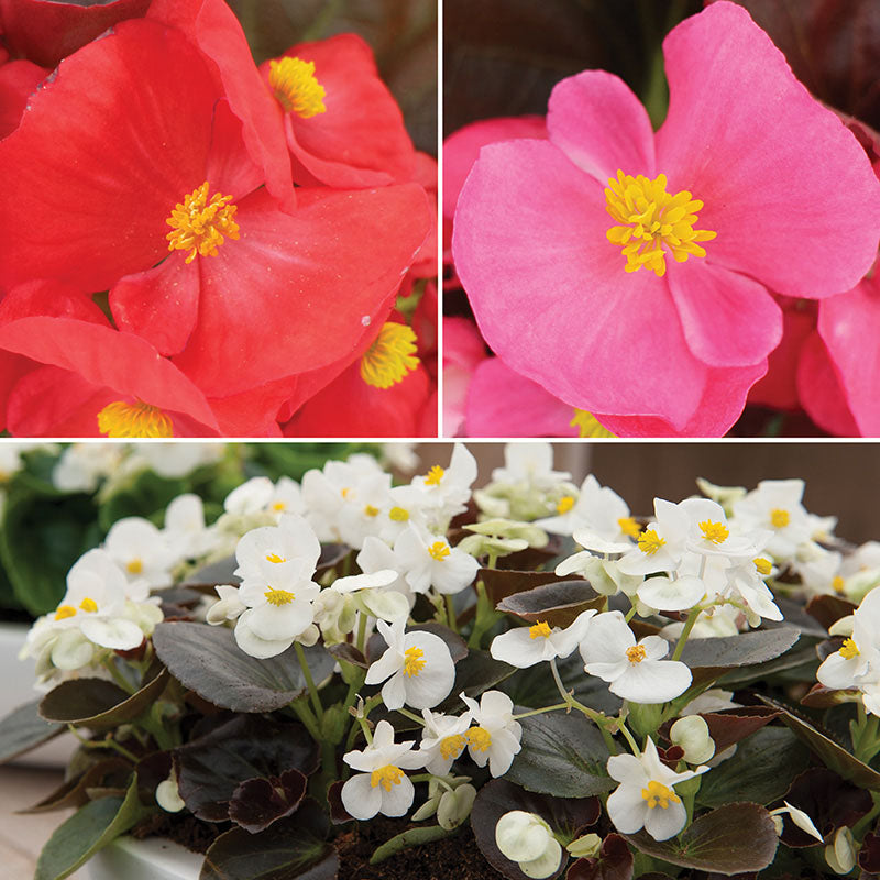 Begonia Senator iQ Mix F1 Seed