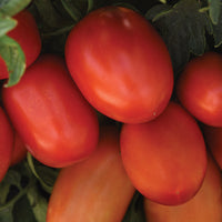 Tomato Bellatrix F1 Seed