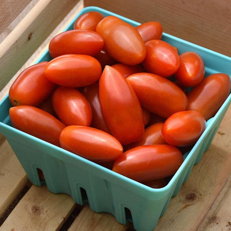Tomato Marzito F1 Seed