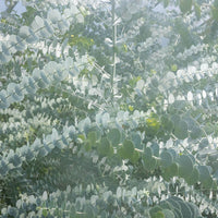 Eucalyptus Baby Blue Bouquet Seed
