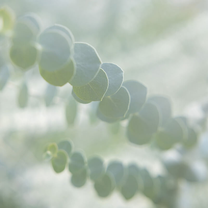 Eucalyptus Baby Blue Bouquet Seed