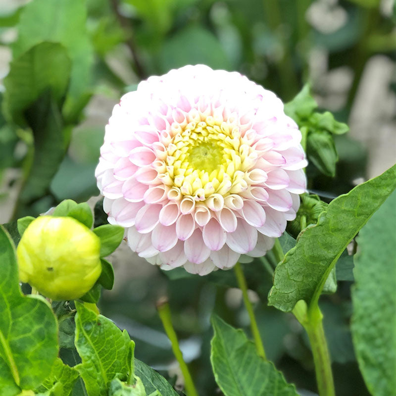 Dahlia Pink Pearl Tubers