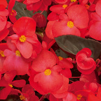 Begonia BIG Red with Bronze Leaf F1 Seed