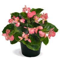 Begonia BIG Rose with Green Leaf F1 Seed