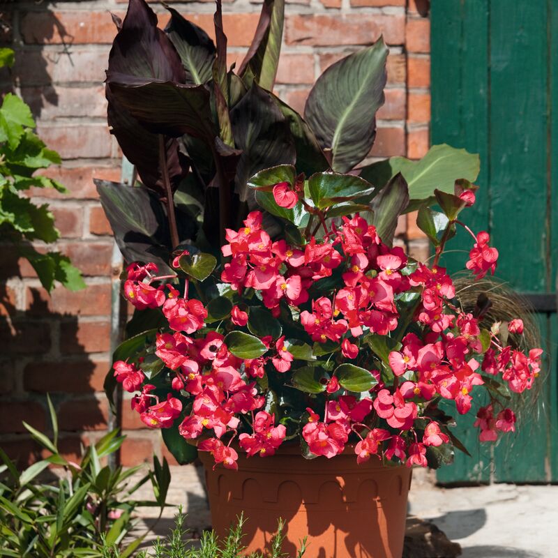 Begonia BIG Rose with Green Leaf F1 Seed