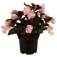 Begonia BIG Soft Pink with Bronze Leaf F1 Seed