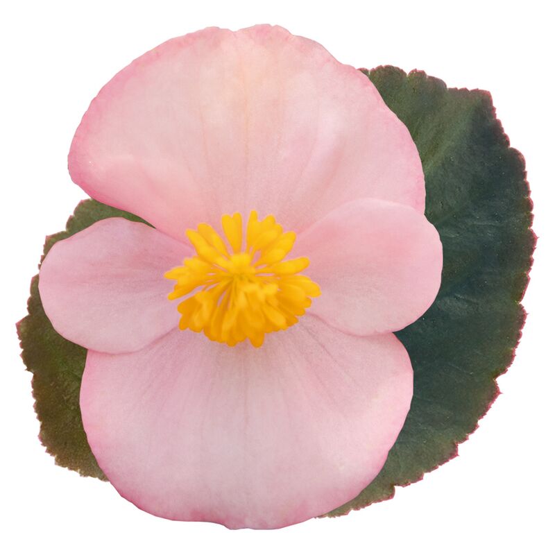 Begonia BIG Soft Pink with Bronze Leaf F1 Seed