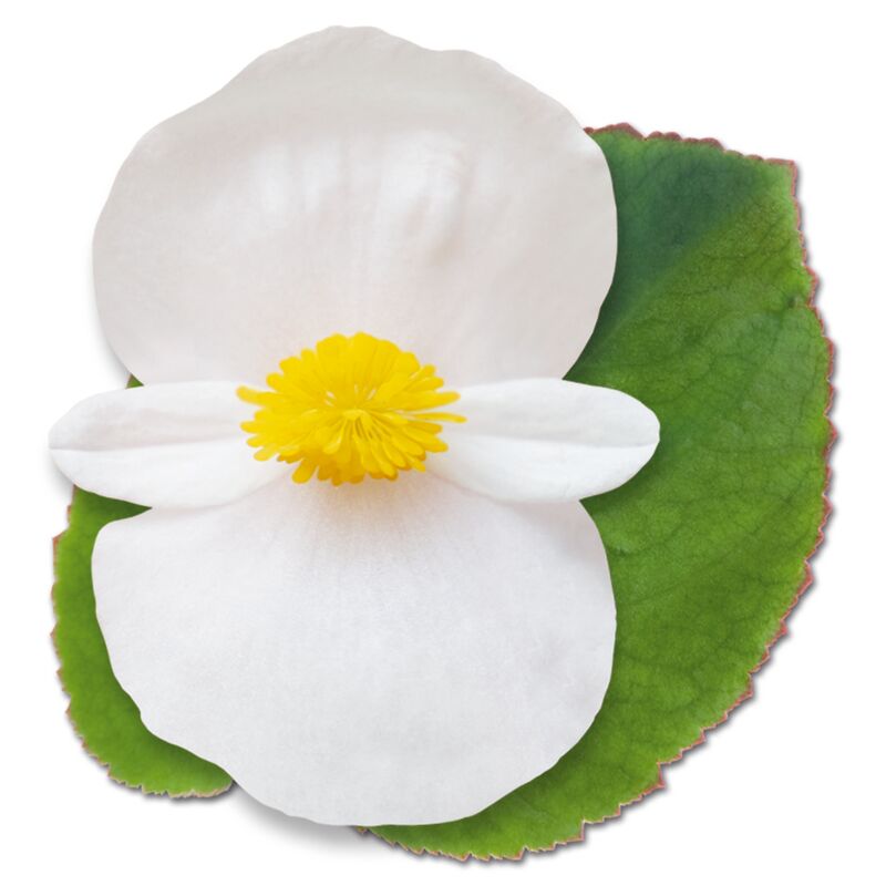 Begonia BIG White with Green Leaf F1 Seed