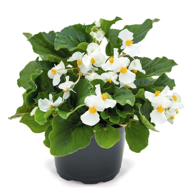 Begonia BIG White with Green Leaf F1 Seed