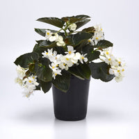 Begonia Dragon Wing Bronze Leaf with White F1 Seed