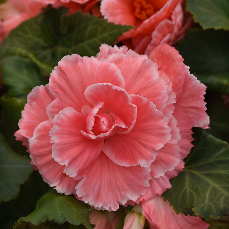 Begonia Marquee Picotee Lace Pink F1 Seed