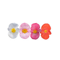 Begonia Mega Cool Mix F1 Seed