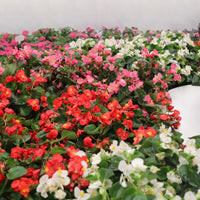 Begonia Mega Cool Mix F1 Seed
