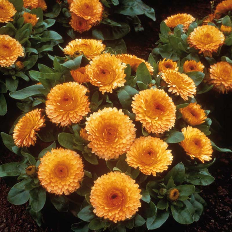 Calendula Bon Bon Apricot Seed