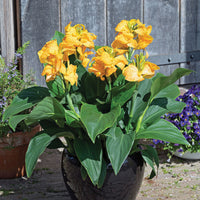 Canna Cannova Gold Leopard F1 Seed