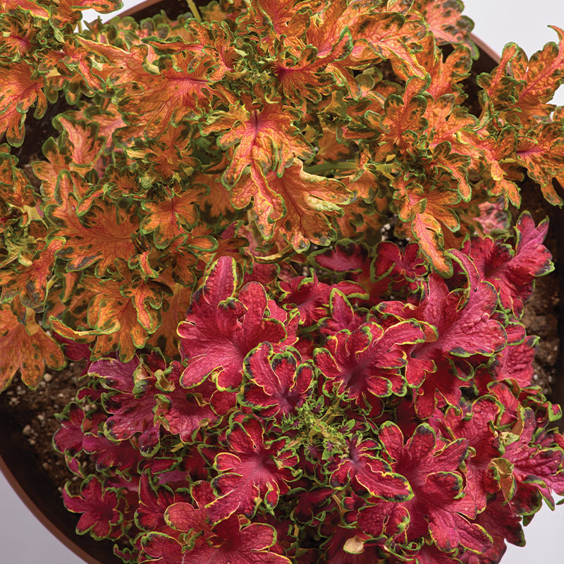 Coleus Colocha Mix Seed