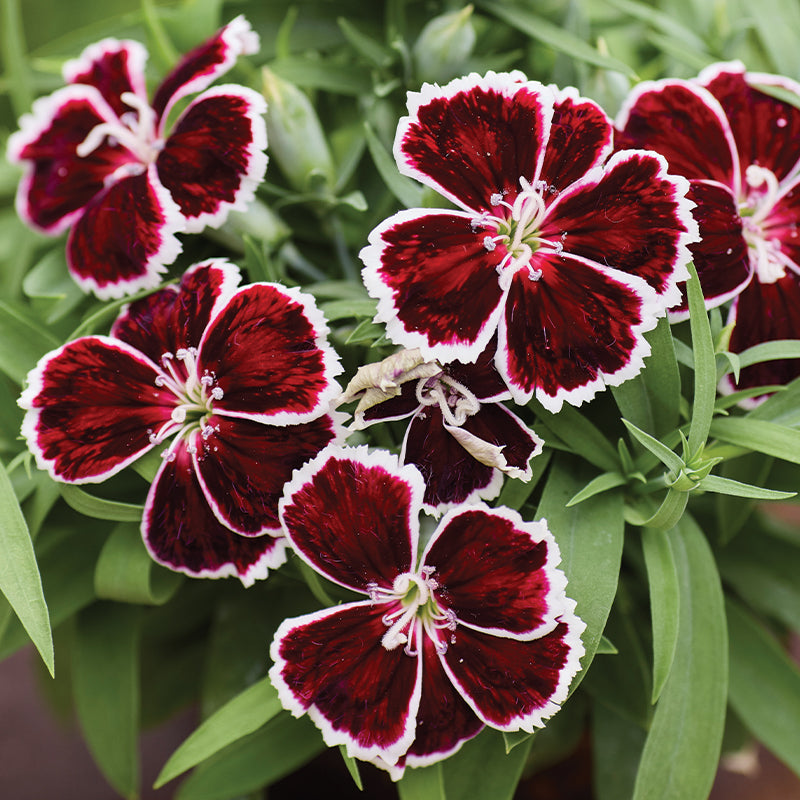Dianthus Diana Crimson Bicolor F1 Seed