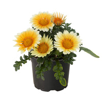 Gazania Zany Sunny-Side Up F1 Seed