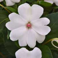 Impatiens Solarscape White Pearl F1 Seed