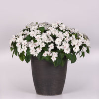 Impatiens Solarscape White Pearl F1 Seed
