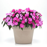 Impatiens Solarscape XL Brilliant Gems F1 Seed